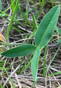 Jetel horský (Trifolium montanum)