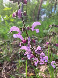Šalvěj luční (Salvia pratensis)