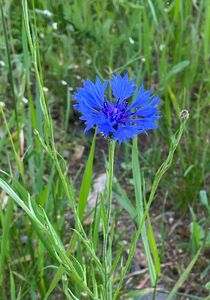 Chrpa modrá (Centaurea cyanus)