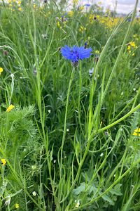 Chrpa modrá (Centaurea cyanus)