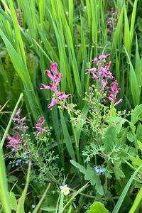 Zemědým lékařský (Fumaria officinalis)