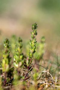 Rozrazil jarní (Veronica verna L.)