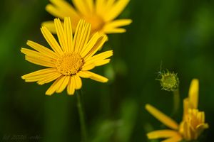 Volovec vrbolistý (Buphthalmum salicifolium)