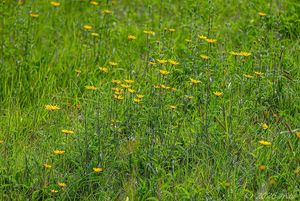Volovec vrbolistý (Buphthalmum salicifolium)