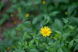Volovec vrbolistý (Buphthalmum salicifolium)