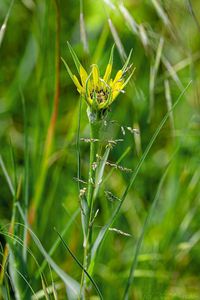 Kozí brada pochybná (Tragopogon dubius)
