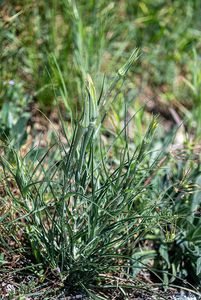 Kozí brada pochybná (Tragopogon dubius)