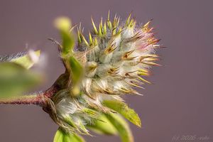 Jetel žíhaný (Trifolium striatum)