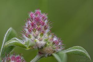 Jetel žíhaný (Trifolium striatum)