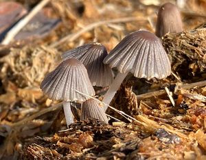Hnojník hranatovýtrusý - Coprinellus marculentus (Britzelm.) Redhead, Vilgalys et Monclavo