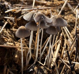 Hnojník hranatovýtrusý - Coprinellus marculentus (Britzelm.) Redhead, Vilgalys et Monclavo