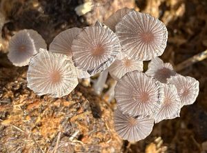 Hnojník hranatovýtrusý - Coprinellus marculentus (Britzelm.) Redhead, Vilgalys et Monclavo