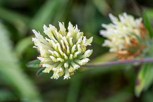 Jetel bledožlutý (Trifolium ochroleucon)