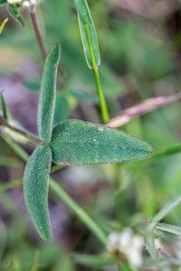 Jetel bledožlutý (Trifolium ochroleucon)