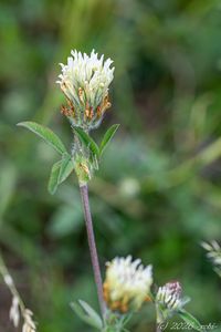 Jetel bledožlutý (Trifolium ochroleucon)