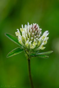 Jetel bledožlutý (Trifolium ochroleucon)