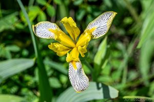 Kosatec různobarvý (Iris variegata)
