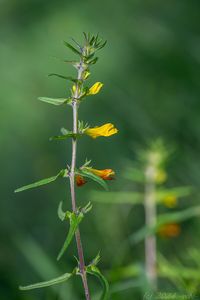 Černýš český (Melampyrum bohemicum)