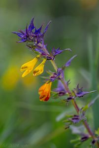 Černýš český (Melampyrum bohemicum)