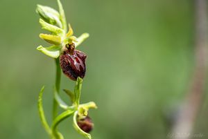 Tořič pavoukovitý (Ophrys sphegodes)