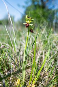 Tořič pavoukovitý (Ophrys sphegodes)