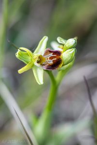 Tořič pavoukovitý (Ophrys sphegodes)