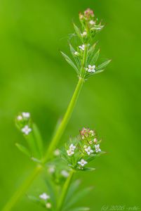 Svízel přítula (Galium aparine)