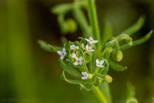 Svízel trojrohý (Galium tricornutum)
