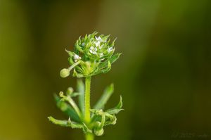 Svízel trojrohý (Galium tricornutum)