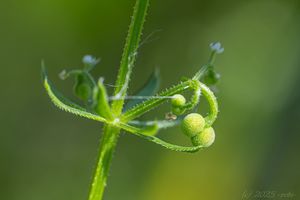 Svízel trojrohý (Galium tricornutum)
