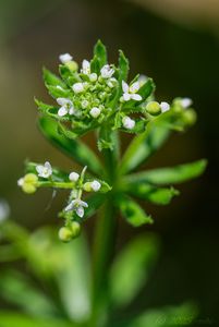 Svízel trojrohý (Galium tricornutum)
