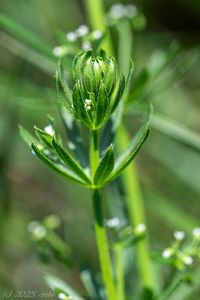 Svízel trojrohý (Galium tricornutum)