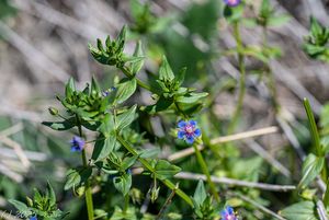 Drchnička modrá (Lysimachia foemina)