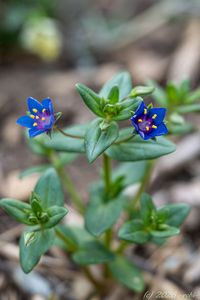 Drchnička modrá (Lysimachia foemina)