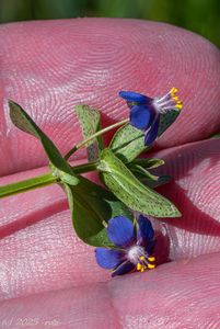 Drchnička modrá (Lysimachia foemina)