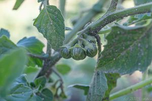 Lilek leskloplodý (Solanum nitidibaccatum)