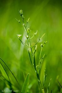 Lněnka lnolistá (Thesium linophyllon)