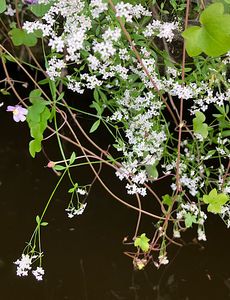 Svízel bahenní (Galium palustre)