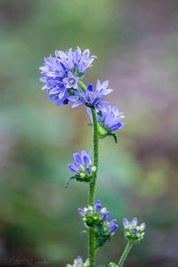 Zvonek hadincovitý (Campanula cervicaria)