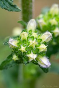 Zvonek hadincovitý (Campanula cervicaria)