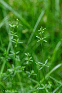 Svízel bahenní (Galium palustre)