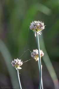 Česnek tuhý (Allium strictum)