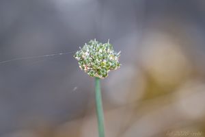 Česnek tuhý (Allium strictum)