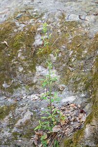 Silenka hajní (Silene nemoralis)