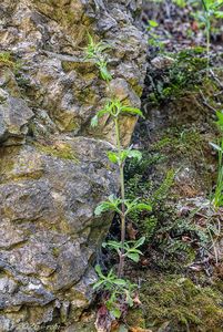 Silenka hajní (Silene nemoralis)