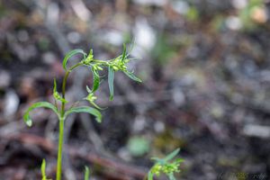 Silenka hajní (Silene nemoralis)