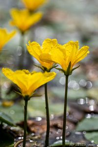 Plavín štítnatý (Nymphoides peltata)