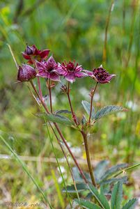 Mochna bahenní (Comarum palustre)
