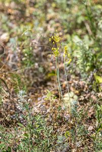 Česnek žlutý (Allium flavum)