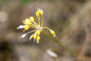 Česnek žlutý (Allium flavum)